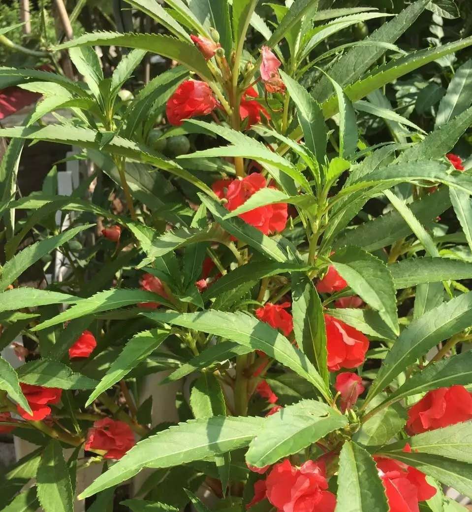 又见海娜花